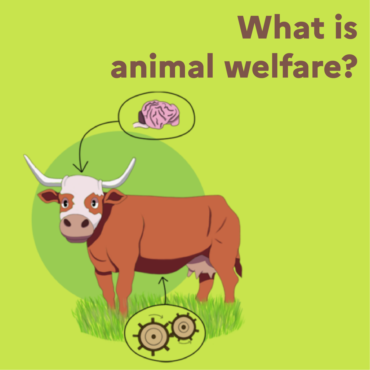 Infographic: what is animal welfare?