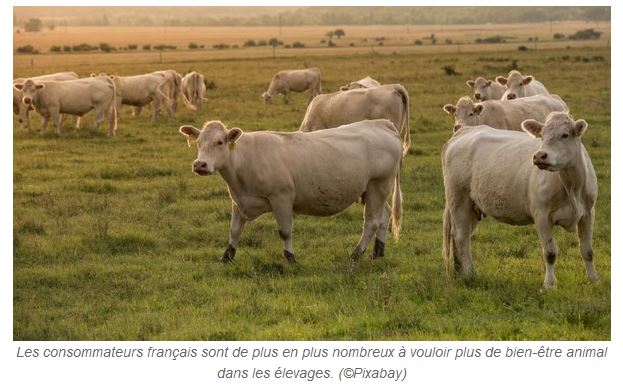 Web agri – Le bien-être animal, une réalité ignorée par les consommateurs