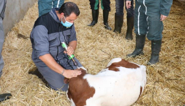 Réussir Bovins – Anesthésier pour écorner dans de bonnes conditions