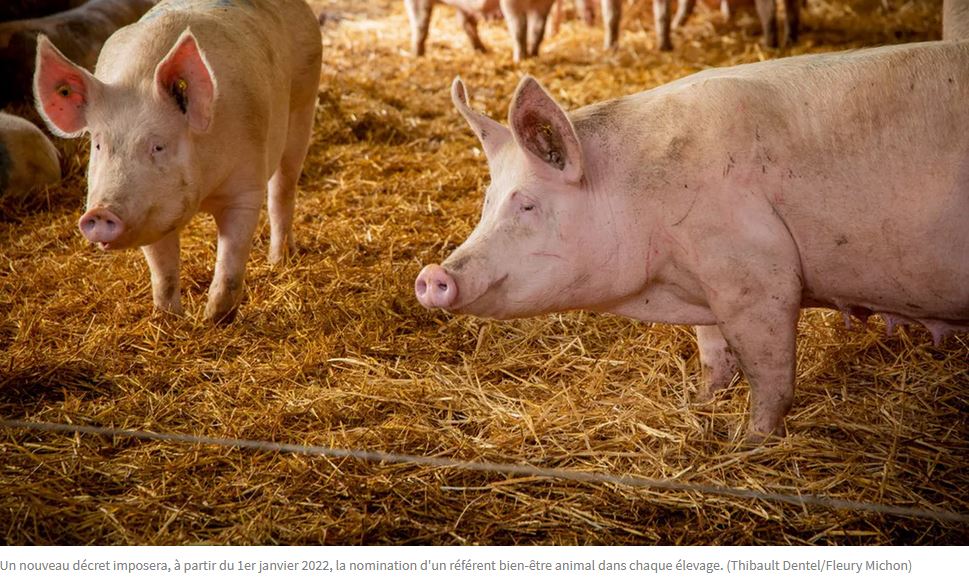 Les Echos – L’agroalimentaire s’attaque au défi du bien-être animal