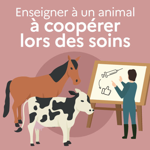 Enseigner à un animal à coopérer lors des soins, est-ce possible ?