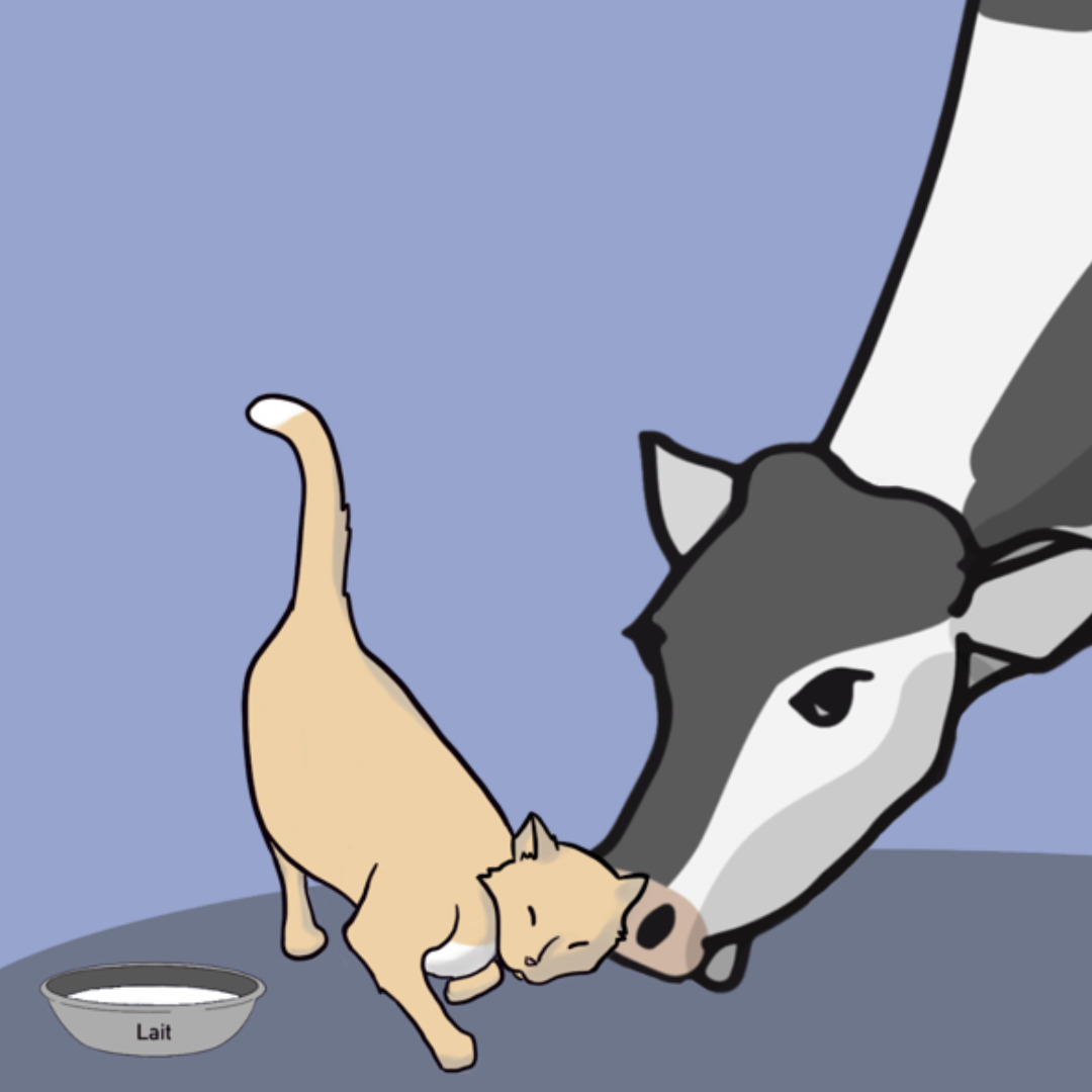 Peut-on donner du lait au chat ?
