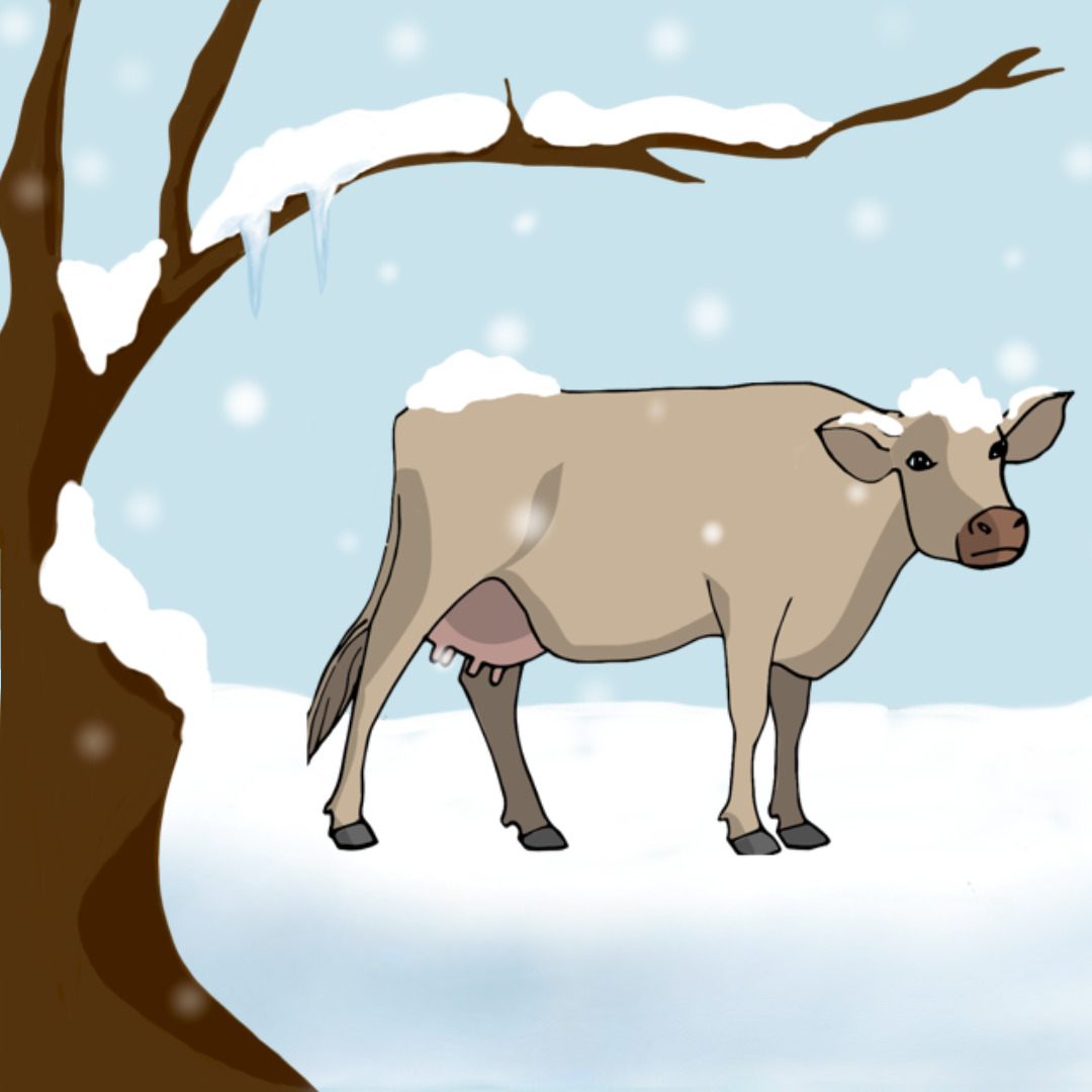 Le froid arrive : il faut vite mettre les vaches à l’abri ! VRAI ou FAUX