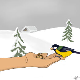  Nourrir les oiseaux en hiver