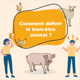 Comment définir le bien-être animal ?