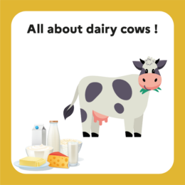 Species sheet – All about dairy cows!!