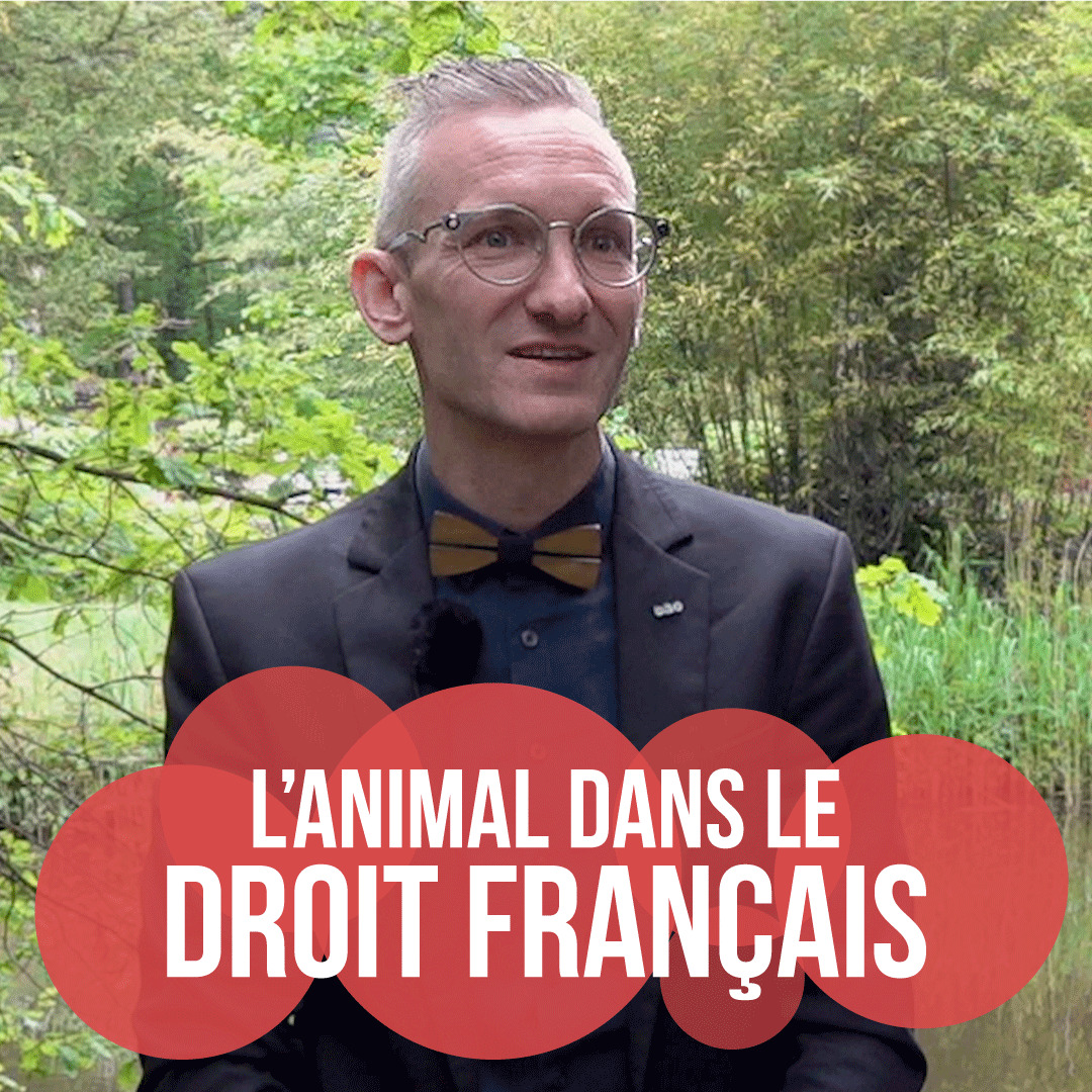 Interview L’animal dans le droit français quelle évolution et quel