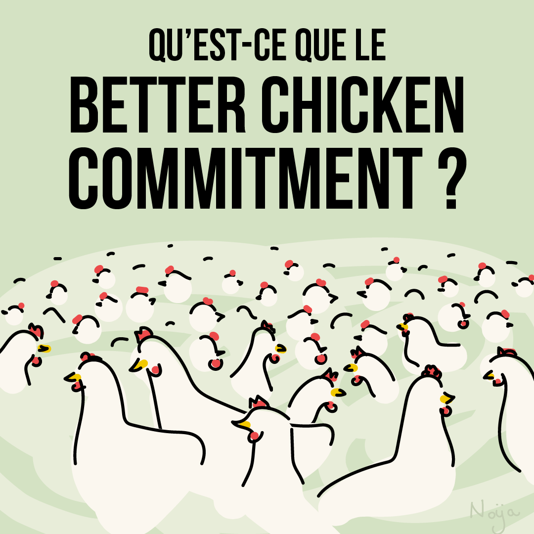 Décryptage- Qu’est-ce que le Better Chicken Commitment ? (BCC) - Chaire ...
