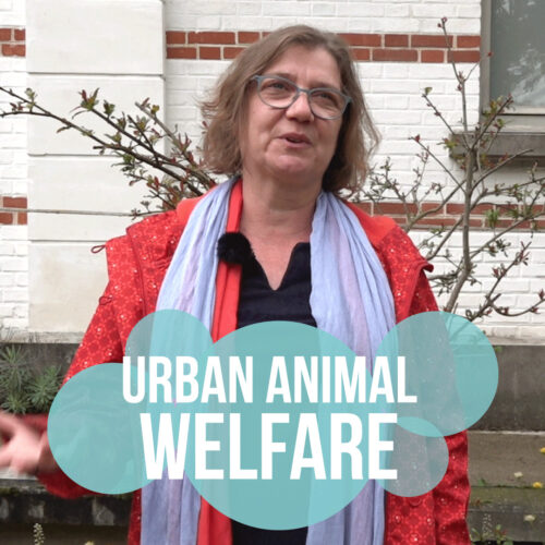 Urban animal welfare