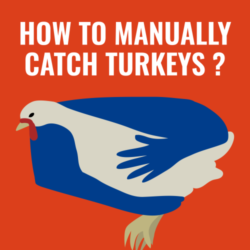 How to manually catch a turkey?