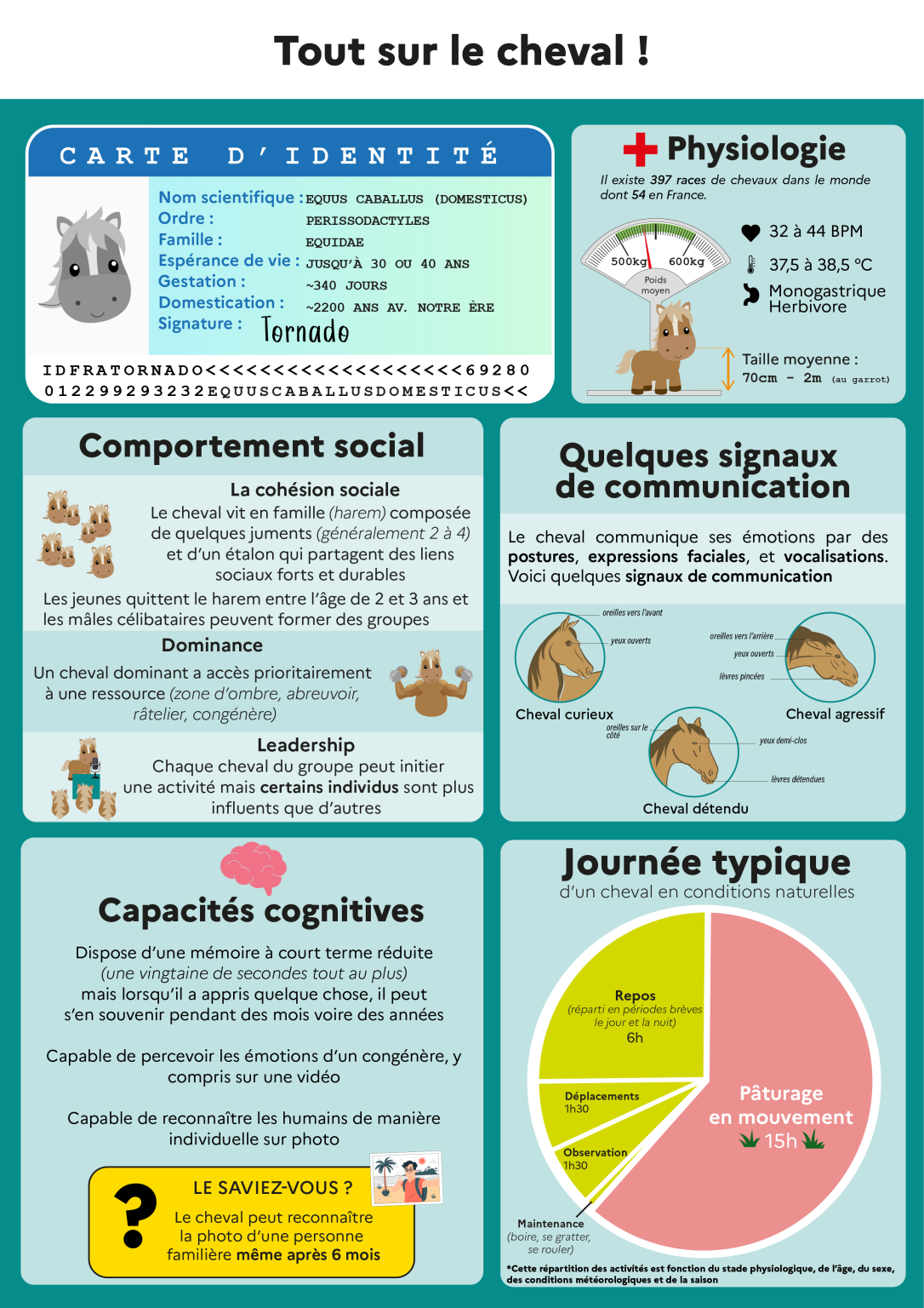 Tout savoir sur le cheval ! - Chaire bien-être animal