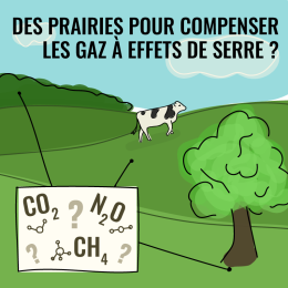 Les prairies permettent de compenser une partie des émissions de gaz à effet de serre des vaches, VRAI ou FAUX ?