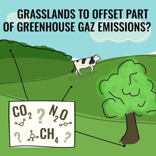 Grasslands help offset part of cows’ greenhouse gas emissions, TRUE or FALSE?