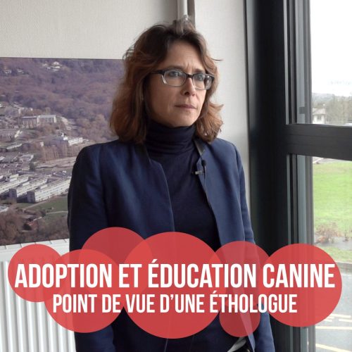 Adoption et éducation canine : point de vue d’une éthologue