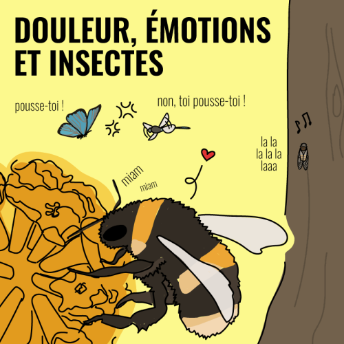 Les insectes sont-ils capables de ressentir de la douleur et des émotions ? VRAI ou FAUX ?