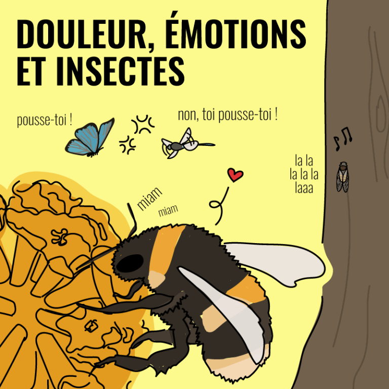 Douleur, émotions et insectes