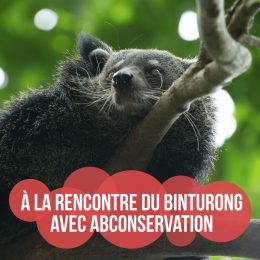 A la rencontre du binturong avec ABConservation