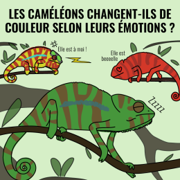 Les caméléons changent-ils de couleur selon leurs émotions ?