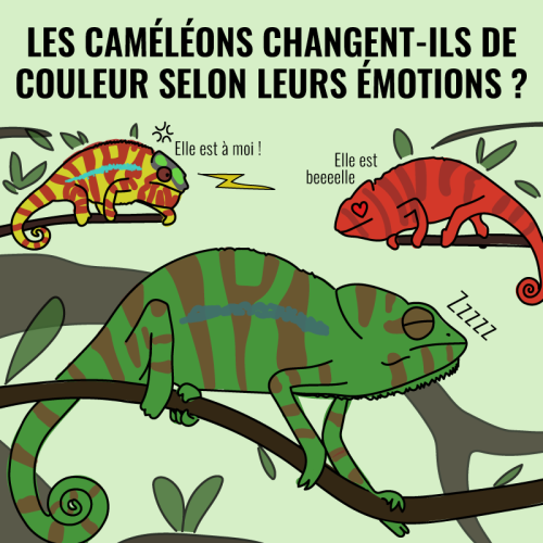 Les caméléons changent-ils de couleur selon leurs émotions ? VRAI ou FAUX