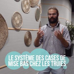 Le système des cases de mise bas chez les truies