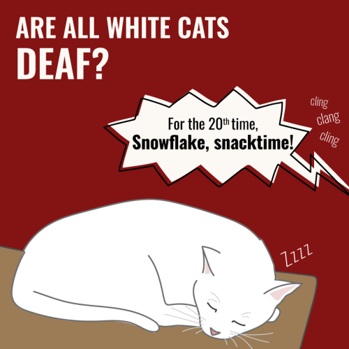 All white cats are deaf! TRUE or FALSE?