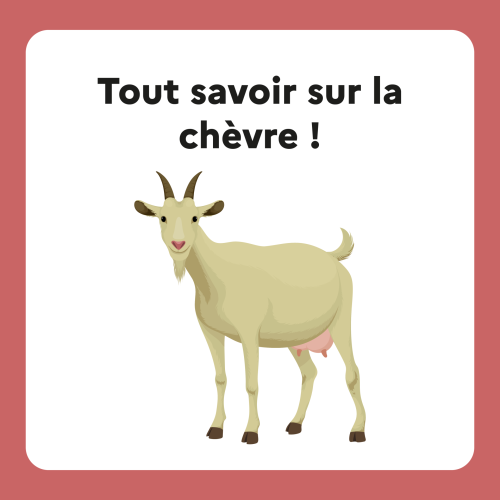 Fiche espèce – Tout savoir sur la chèvre !