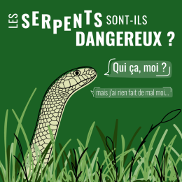 Les serpents sont-ils dangereux ?