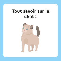 Tout savoir sur le chat