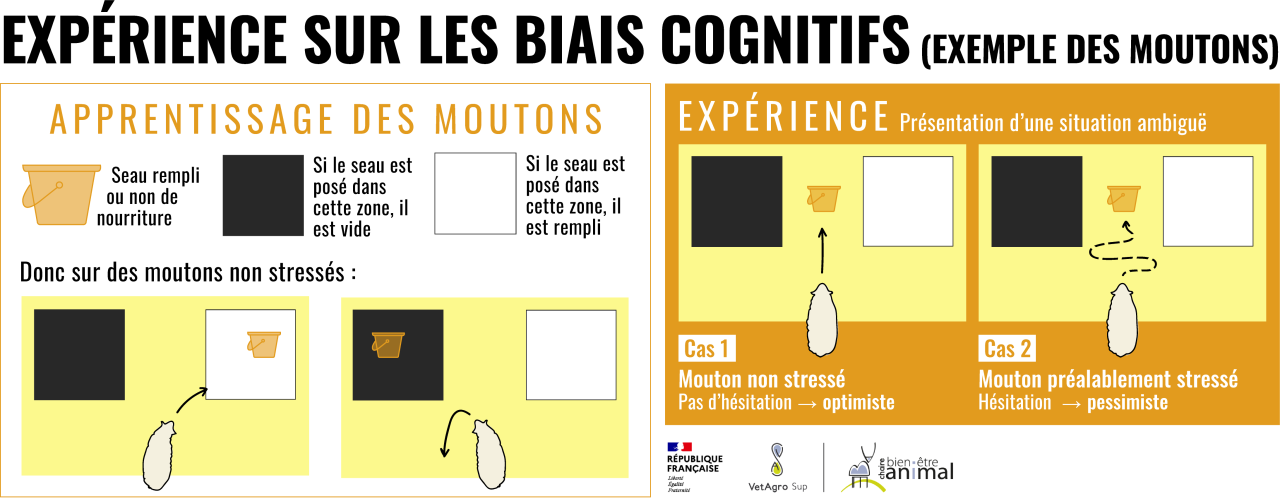 Expérience biais cognitifs moutons