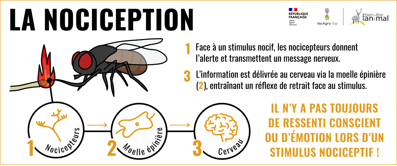 Définition illustrée de la nociception