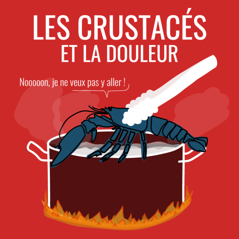 Crustacés et douleur