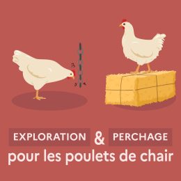 Exploration et perchage pour les poulets de chair