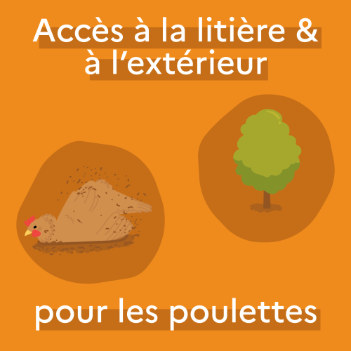 Accès à l’extérieur et à la litière pour les poulettes