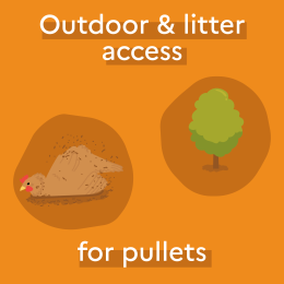 Outdoor and litter access for pullets