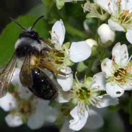 Andrena cineraria - Andrenidae ©Hugues Mouret