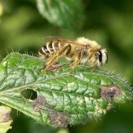 Dasypoda hirtipes - Melittidae ©Hugues Mouret
