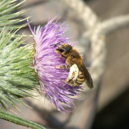 Halictus scabiosae - Halictidae ©Hugues Mouret