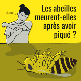 Toutes les abeilles meurent-elles après avoir piqué ?