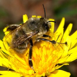 Anthophora plumipes - Apidae ©Hugues Mouret