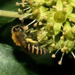 Colletes hederae - Colletidae ©Hugues Mouret