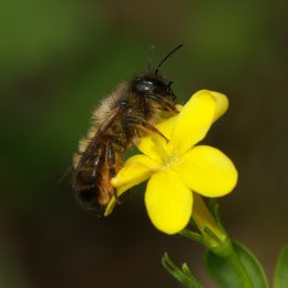 Osmia bicornis - Megachilidae ©Hugues Mouret