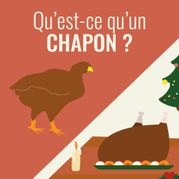 Qu’est-ce qu&rsquo;un chapon ?
