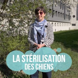 La stérilisation des chiens