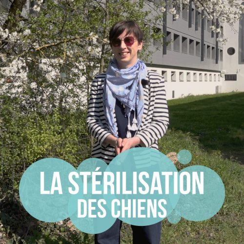 La stérilisation des chiens