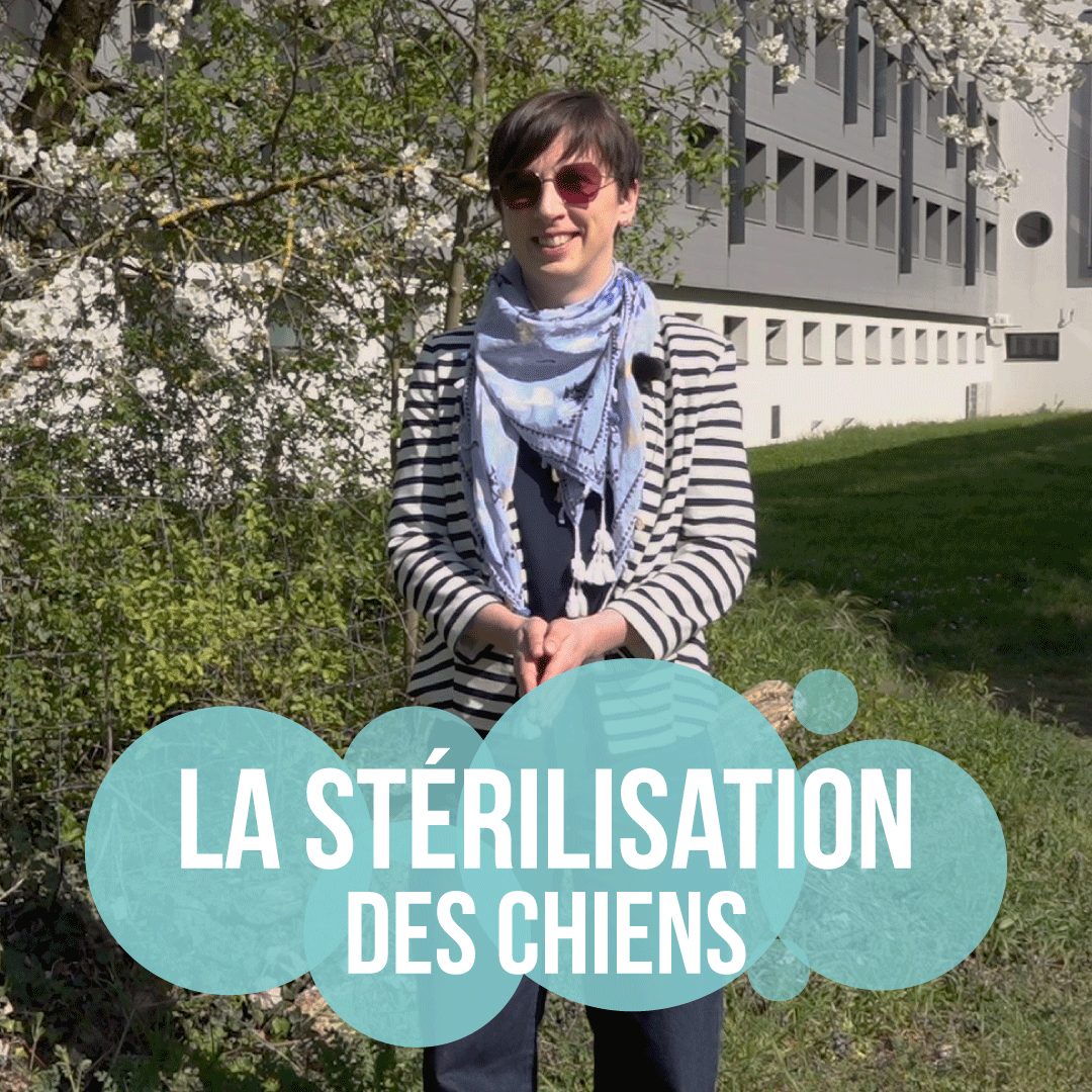 La stérilisation des chiens