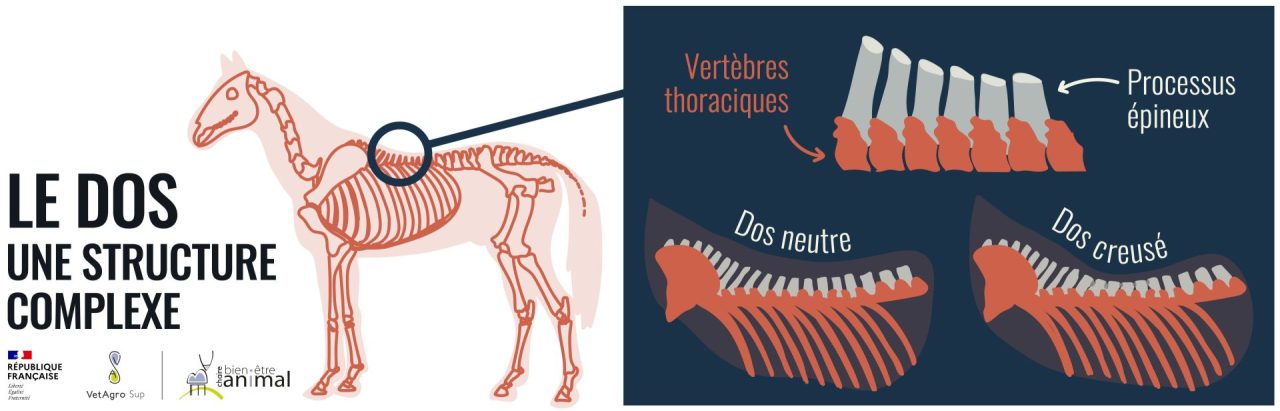 Le dos : une structure complexe