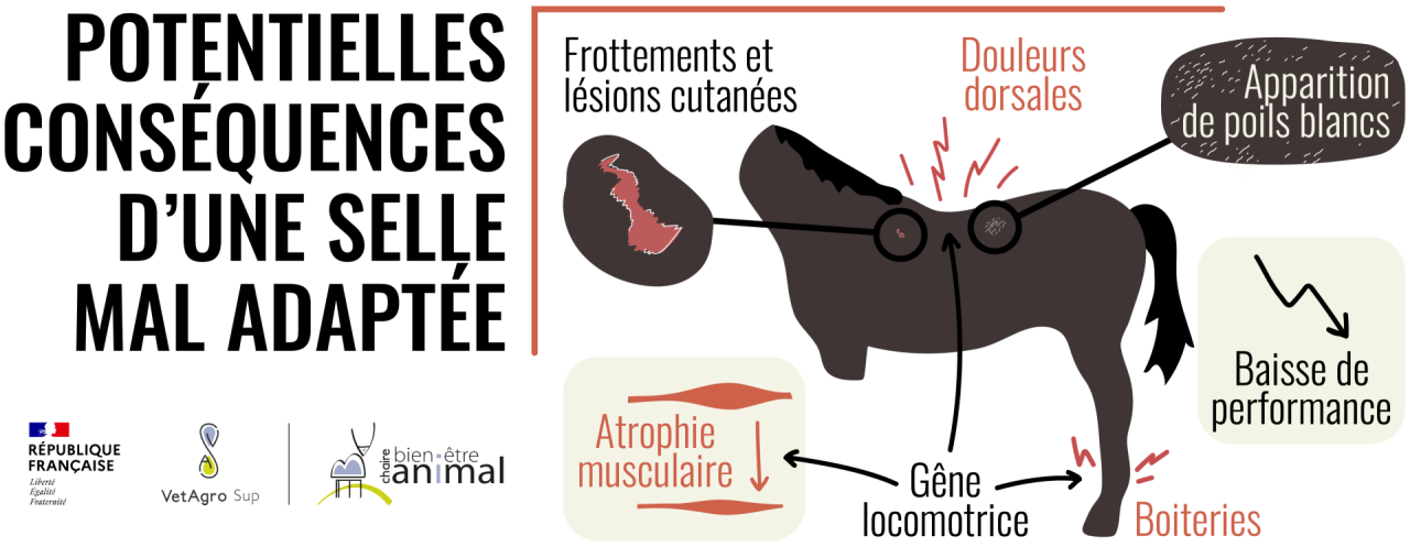 Potentielles conséquences d'une selle mal adaptée