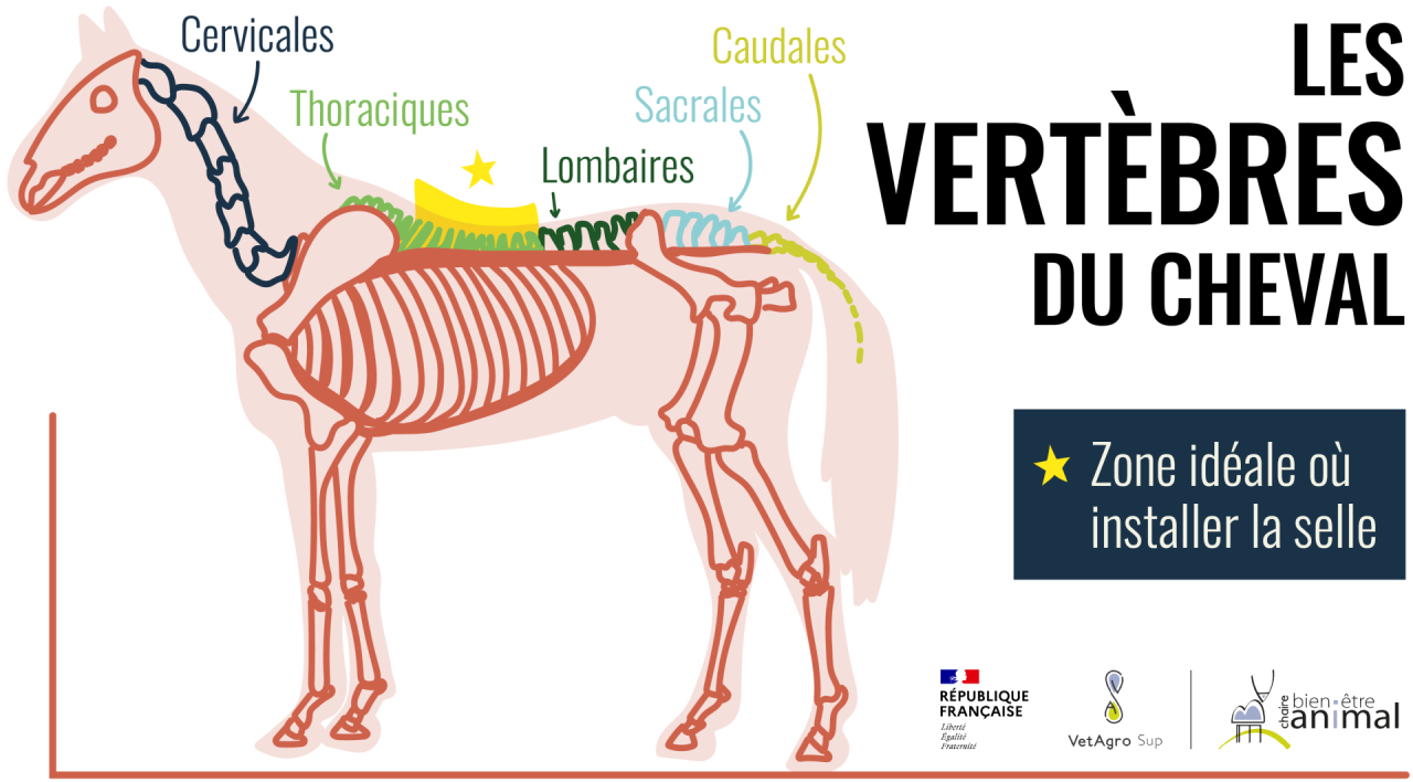 Les vertèbres du cheval