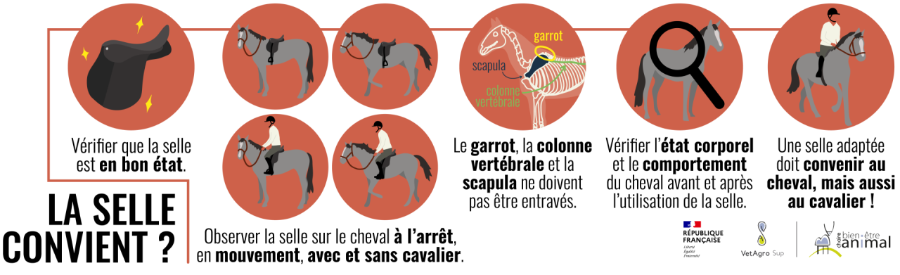La selle convient-elle