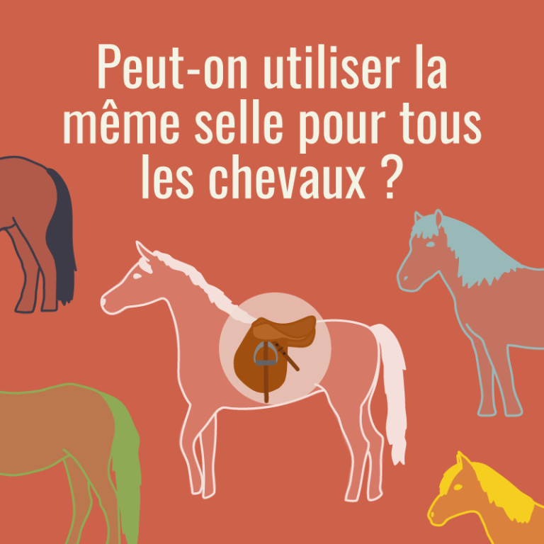 Equitation : une selle pour tous les chevaux